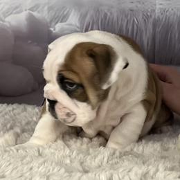 Bulldog Puppies from Sweet Rolls