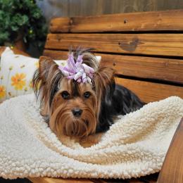 Pepper - Yorkshire Terrier