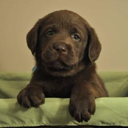 Labrador Retriever Puppies from Kingridge Kennels
