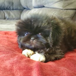 J Jay - Black male Pekingese puppy in Kingman, Arizona from Faith Harvey