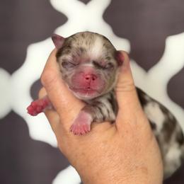 Pebbles - Merle female Chihuahua puppy in Newport Beach, California from Exotic City Pomeranians and chihuahuas