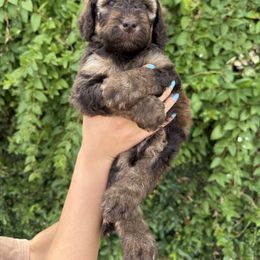 Bernedoodle and Whoodle Puppies from Gilbert Bernedoodles & Whoodles