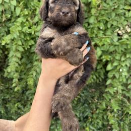 Bernedoodle and Whoodle Puppies from Gilbert Bernedoodles & Whoodles