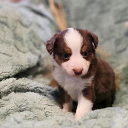 Hunter - Red tri male Miniature Australian Shepherd puppy in Harker Heights, Texas from Comfy Cozy Kennel