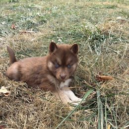 Green - Red and white female Siberian Husky puppy in Jonesborough, Tennessee from Dry Creek Siberians