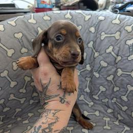 Sunny - Chocolate and tan male Dachshund puppy in Barnard, Missouri from KB Doxies
