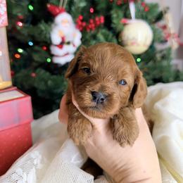 Holly - Red female Cavapoo puppy in Melissa, Texas from Southern Love Cavapoos & Maltipoos