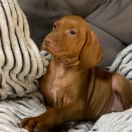 Ribbon - Golden rust female Vizsla puppy in Bloomington, Indiana from Envizion