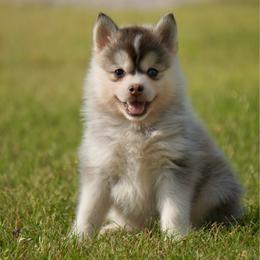 Mac - Silver male Pomsky puppy in Krum, Texas from Paw-Some Pomskies