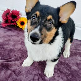 Jackson - Black and tan male Pembroke Welsh Corgi puppy in Wittmann, Arizona from Dream Catcher Corgis