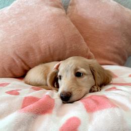 Dachshund Puppies from Dooney's Dachshunds