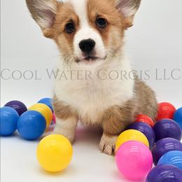 Ron - Red male Pembroke Welsh Corgi puppy in Kiowa, Colorado from Cool Water Corgis LLC