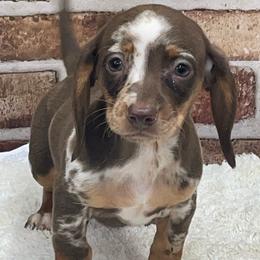 Phoebe - Dapple female Dachshund puppy in Industry, Illinois from KDKs Kennels