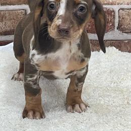 Phoebe - Dapple female Dachshund puppy in Industry, Illinois from KDKs Kennels