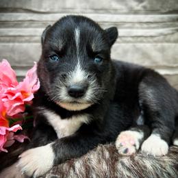 Zoe - Black and white female Siberian Husky puppy in Union Grove, Alabama from Southern Siberian Life