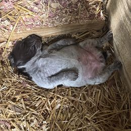 Pup 2 - Black roan female German Shorthaired Pointer puppy in Kathleen, Florida from Alex Yates GSP's