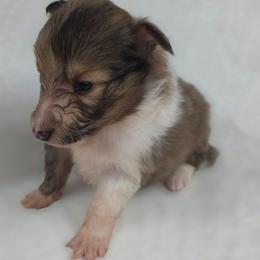 B-3 - Sable merle and white male Shetland Sheepdog puppy in Citra, Florida from Southpaw Herders LLC