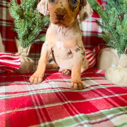 American Leopard Hound, Bluetick Coonhound, and German Shepherd Puppies from Haus Biery German Shepherds, Benchmark Blueticks & Leopard Hounds