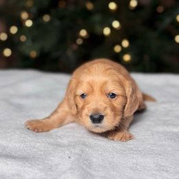Comet - Cream male Dachshund puppy in Kingman, Arizona from Diddle Bros Dachshunds