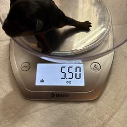 Girly - Black and gold female Yorkshire Terrier puppy in Phoenix, Arizona from Coursey’s Yorkies