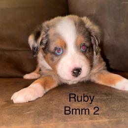 Blue Merle male 2 - Blue merle male Miniature Australian Shepherd puppy in Redding, California from Lavish Luxuries Mini and Toy Australian Shepherds
