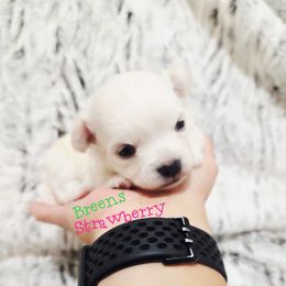 Cream girl - Cream and white female Chihuahua puppy in Richmond, Virginia from Breens