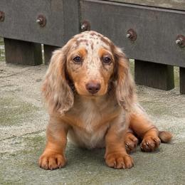 Isabella - Dapple female Dachshund puppy in Moreno Valley, California from rdachshunds