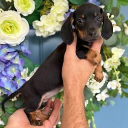 Tiny Girl Tilly - Black and tan female Dachshund puppy in North Branch, Michigan from Monarch Miniature Dachshunds