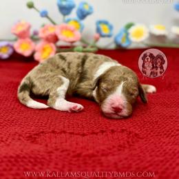 Sven - Chocolate merle male Bernedoodle puppy in Owasso, Oklahoma from Kallams Bernedoodles & Bernese Mountain Dogs