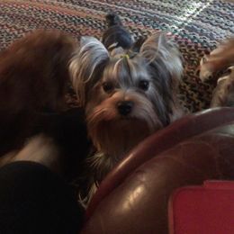 Yorkshire Terrier Puppies from Bricriu Kennels, Reg.
