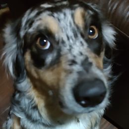 Cleo - Australian Shepherd