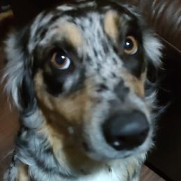 Cleo - Australian Shepherd
