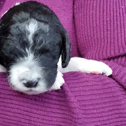 Poodle Puppies from Mountain Ridge Poodles
