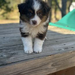 Pumpkin - Red tri female Miniature Australian Shepherd puppy in Doddridge, Arkansas from Huddleston Farm