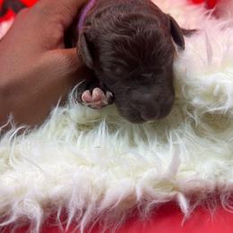 Purple - Chocolate female Labradoodle puppy in Ellenwood, Georgia from Four Paws Down