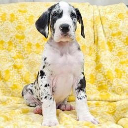 8 Nelson - Harlequin male Great Dane puppy in Castle Rock, Washington from Uber Alles Great Danes