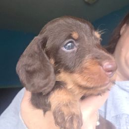 Chocolate and tan wire boy blue collar - Chocolate and tan male Dachshund puppy in Declo, Idaho from Dozendachs