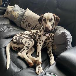 Girl 4 - White and liver brown female Dalmatian puppy in Richmond, Virginia from Darrfield