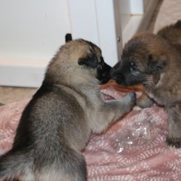 German Shepherd Puppies from Silver Raye German Shepherds