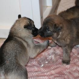 German Shepherd Puppies from Silver Raye German Shepherds