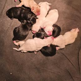 Yellow Female 1 - Yellow female Labrador Retriever puppy in Conway, Missouri from Patton's Triple Pine Farm