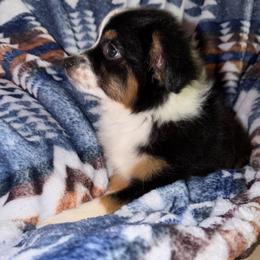 Black tri 1,610 - Black tri female Miniature Australian Shepherd puppy in Helmville, Montana from CKO Country Road Aussies