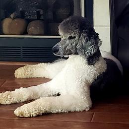 Macy - Labradoodle