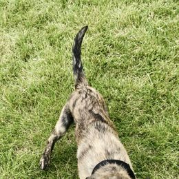 Dutch Shepherd Puppies from Mill Iron Dutch Shepherds