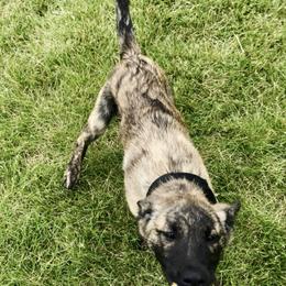 Dutch Shepherd Puppies from Mill Iron Dutch Shepherds