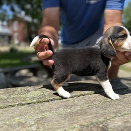 Male3-Rover - Black tan and white male Beagle puppy in Hudson, Michigan from Bachman’s Kennel