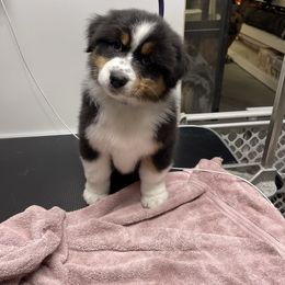 Australian Shepherd Puppies from Mezzo Australian Shepherds