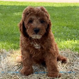 Edwin - Red male Cavapoo puppy in Bozrah, Connecticut from Cedar Creek Farm