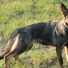 Boy 2 - Black and silver German Shepherd puppy in Eustace, Texas from Macanta K9