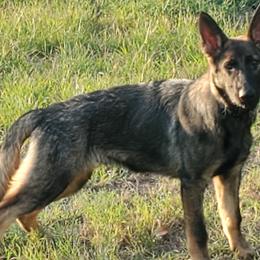 Boy 2 - Black and silver German Shepherd puppy in Eustace, Texas from Macanta K9